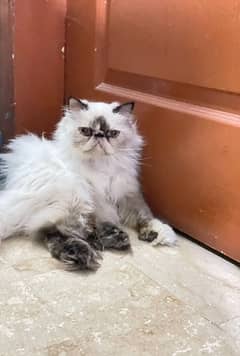 Peki/Piki/Peke Himalayan female