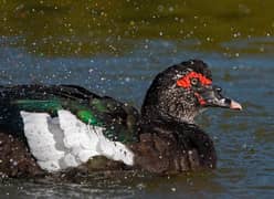 Muscovy ducks healthy and active