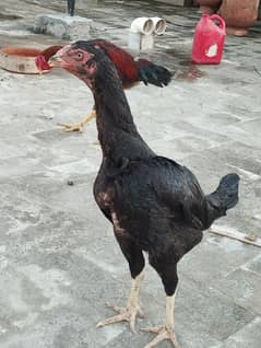 Aseel lakha 2 Pair Breeder + Active. egg laying hens