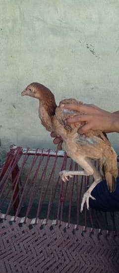 Aseel female hen