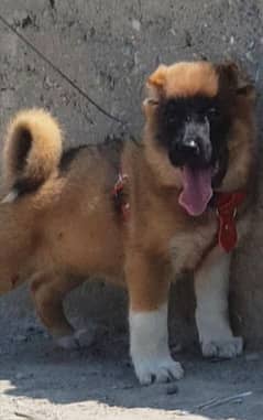 Kurdish Kangal security dog 3 month male for sale