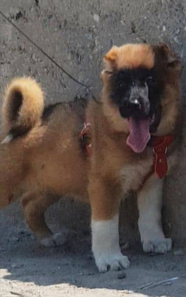 Kurdish Kangal security dog 3 month male for sale 1