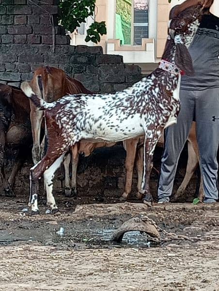 Makhi cheeni gabn bakri sale 0