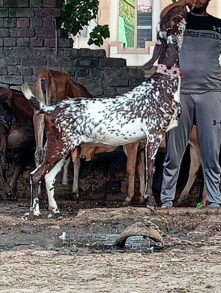 Makhi cheeni gabn bakri sale 1