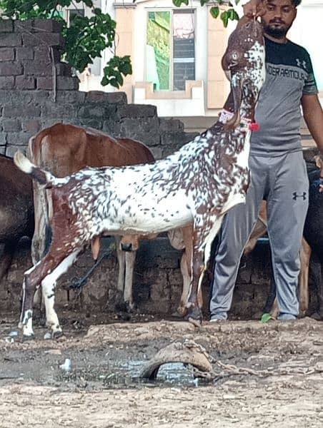 Makhi cheeni gabn bakri sale 3