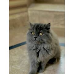 persian Female cat looking for new home