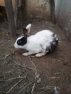 1 Red eye female albino rabbit, 3 black and white female rabbits