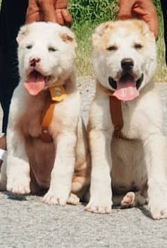 alabai security dog 2 month pair for sale