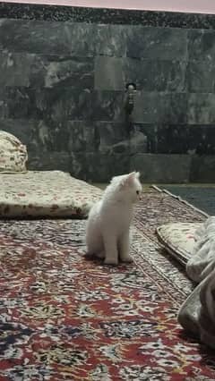 Persian female 3 months age playful active