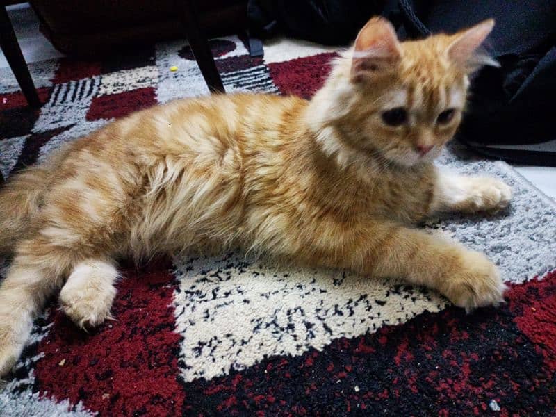 Persian cat for sale 3