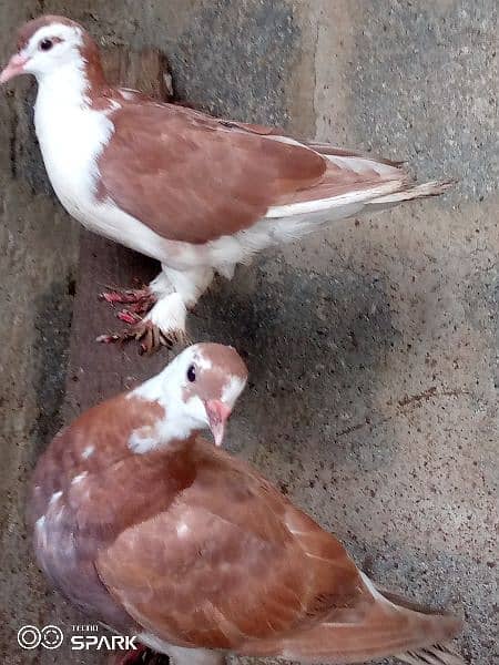 l am selling my sherazi pigeons 1