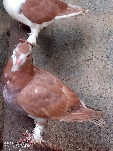 l am selling my sherazi pigeons 2