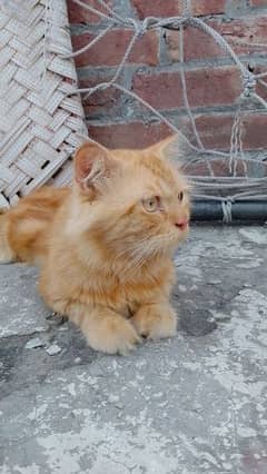 Male Cat Brown 3 Cotted