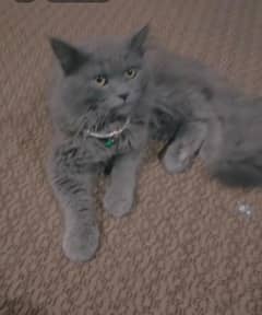 Gray triple coat male cat