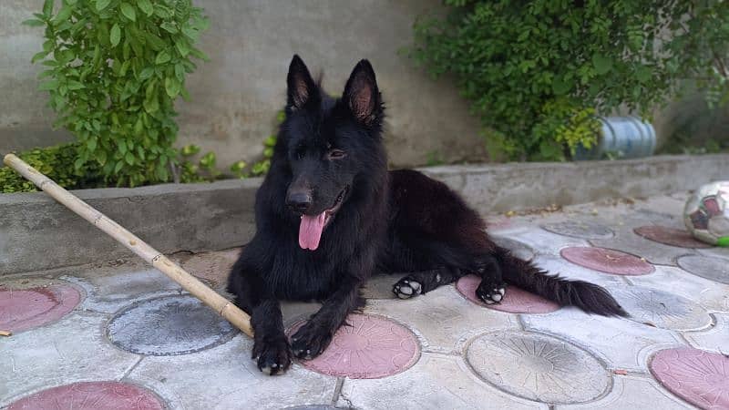 German Shepherd 1