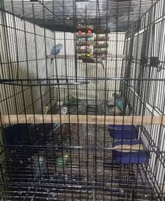 Breeder Pair Budgie