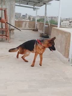 German shepherd Female