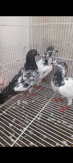 pigeon Teddy kabutar