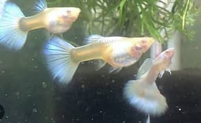 albino snow white guppy fish