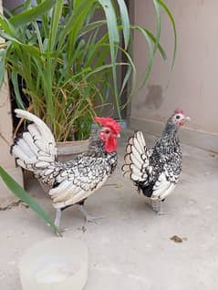 silver sebhrite pair, Silver sebright. hens.