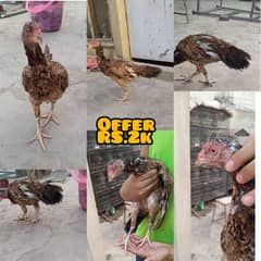 Aseel egg laying quality hens available for sale