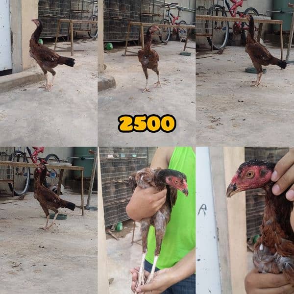 Aseel egg laying quality hens available for sale 1