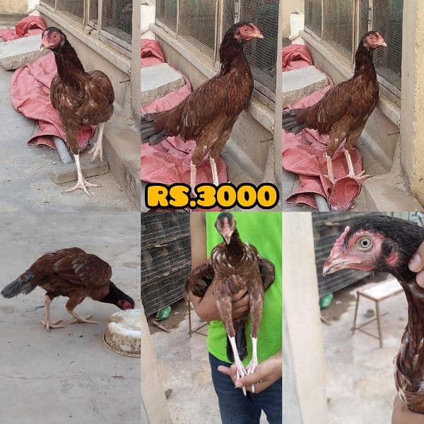 Aseel egg laying quality hens available for sale 2