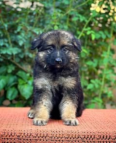 long coat German shepherd puppies