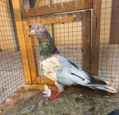 pigeon golden' neely 2 madiya ha argent sale 03288577039