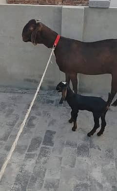 Desi Dodh wali bakri + Female Bacha