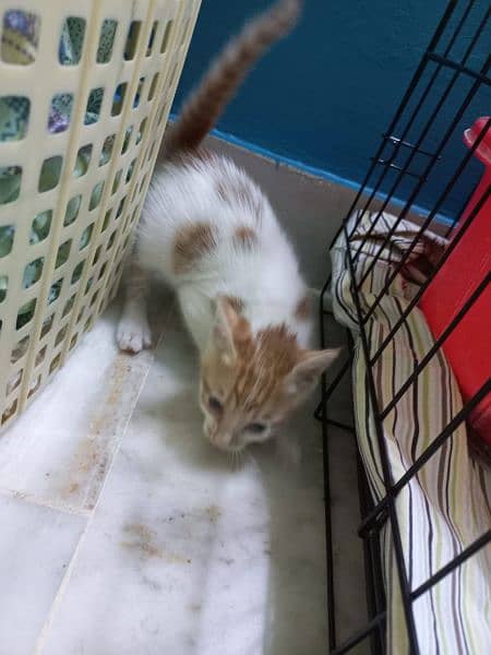 3 Female kittens up for adoption 2