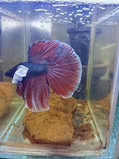 Betta Male