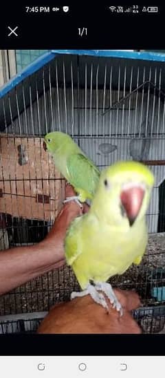 2 Ringneck parrots age 7 month Hand tam