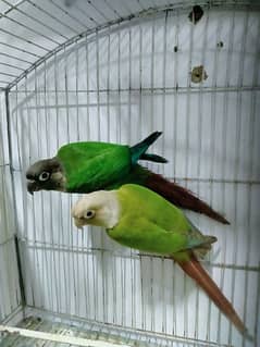 Green Cheek Conure & Cinnamon Pair