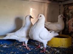 Pure White Pair of King Chicks for Sale