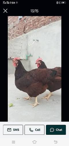 Hen.