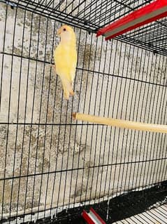 Cremino Female Lovebird for Sale