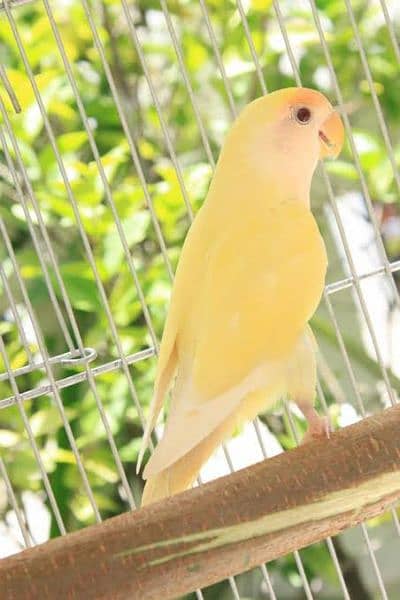 Cremino Female Lovebird for Sale 1