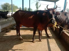 cow 2nd timer for sale