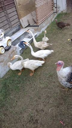 5 ducks for sale