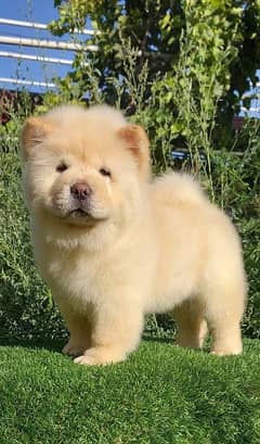 IMPORTED CHOW CHOW PUPPIES AVAILABLE FOR SALE