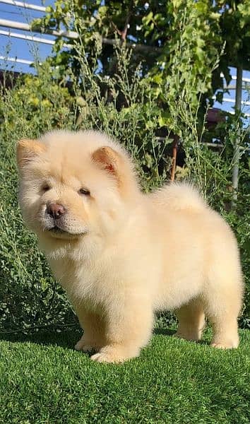 IMPORTED CHOW CHOW PUPPIES AVAILABLE FOR SALE 1