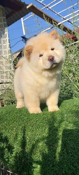 IMPORTED CHOW CHOW PUPPIES AVAILABLE FOR SALE 3