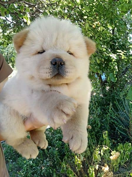 IMPORTED CHOW CHOW PUPPIES AVAILABLE FOR SALE 5