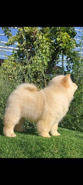 IMPORTED CHOW CHOW PUPPIES AVAILABLE FOR SALE 6