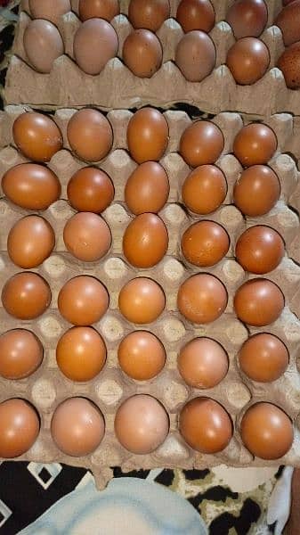 Desi organic egg anday 1