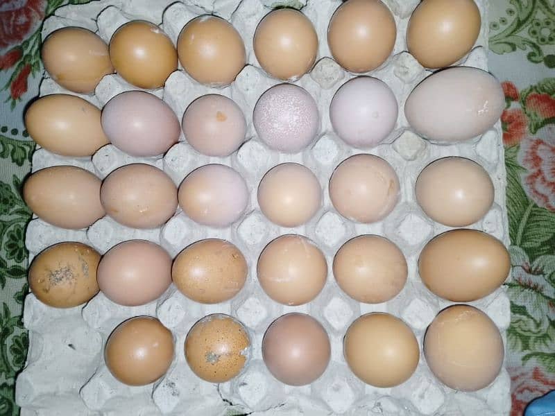 Desi organic egg anday 2