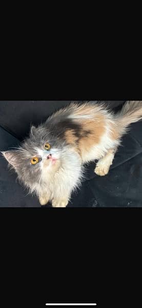 triple coated calico adult female pragnant 1