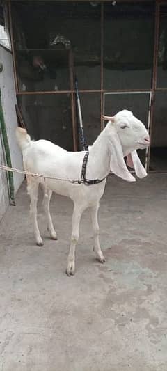 gulabi goat do dant he