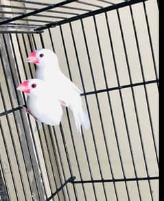 White fawn albino opal java breeder pair lovebirds